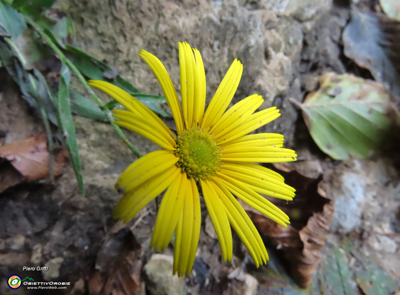 40 Bel fiore giallo di Doronicum.JPG